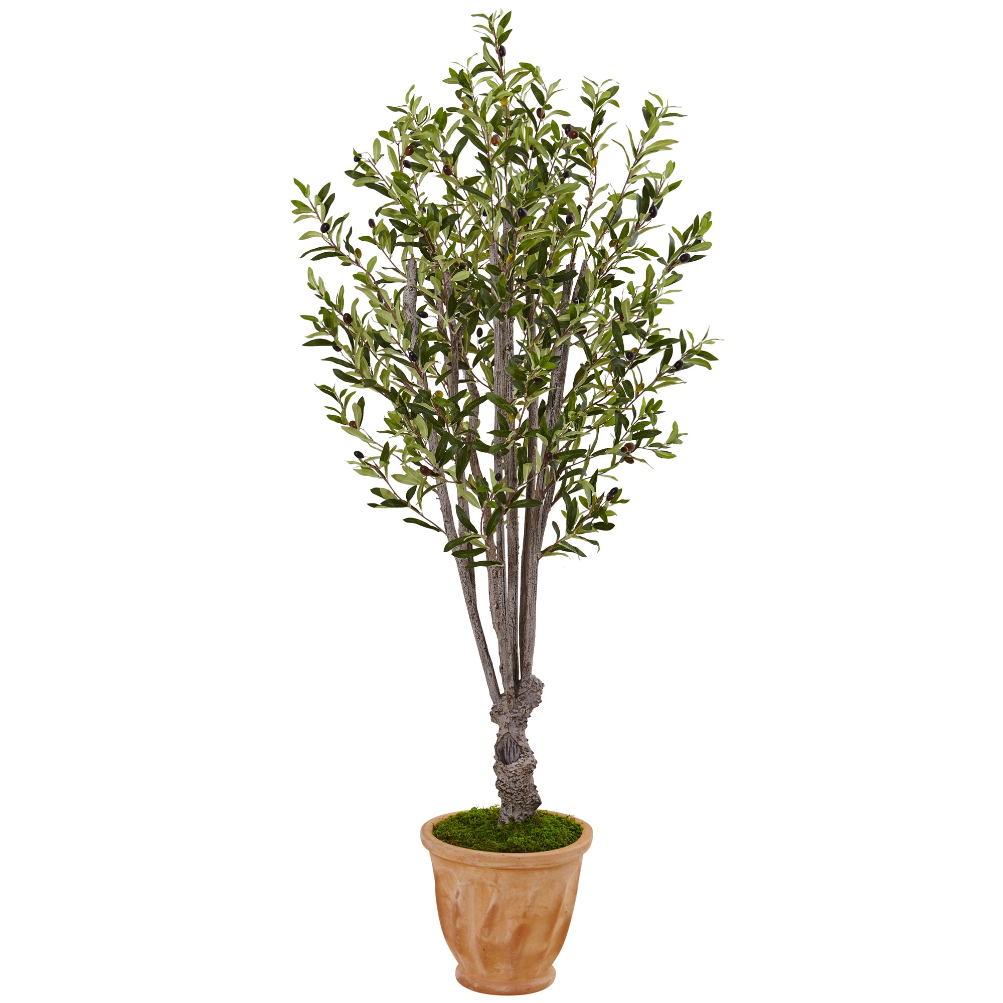 5' Olive Tree in Terracotta Planter