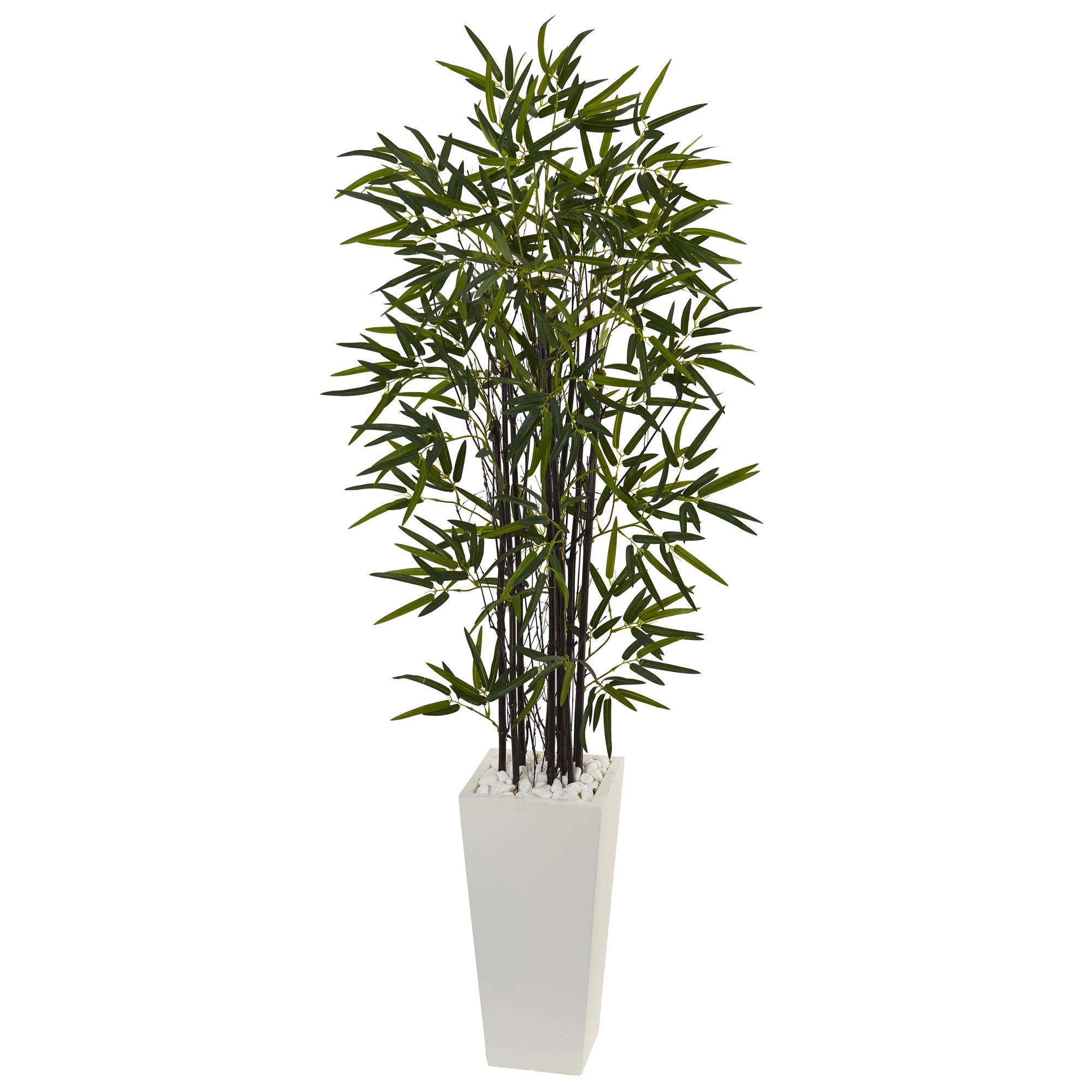 5.5' Black Bamboo Tree in White Tower Planter