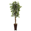 6.5' Ficus w/Decorative Planter