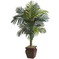 4.5' Golden Cane Palm w/Decorative Container