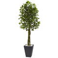 6.5' Ficus Tree with Slate Planter UV Resistant (Indoor Outd