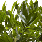 3.5' Bay Leaf Top w/Black Planter UV Rest (Indoor/Outdoor)