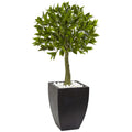 3.5' Bay Leaf Top w/Black Planter UV Rest (Indoor/Outdoor)
