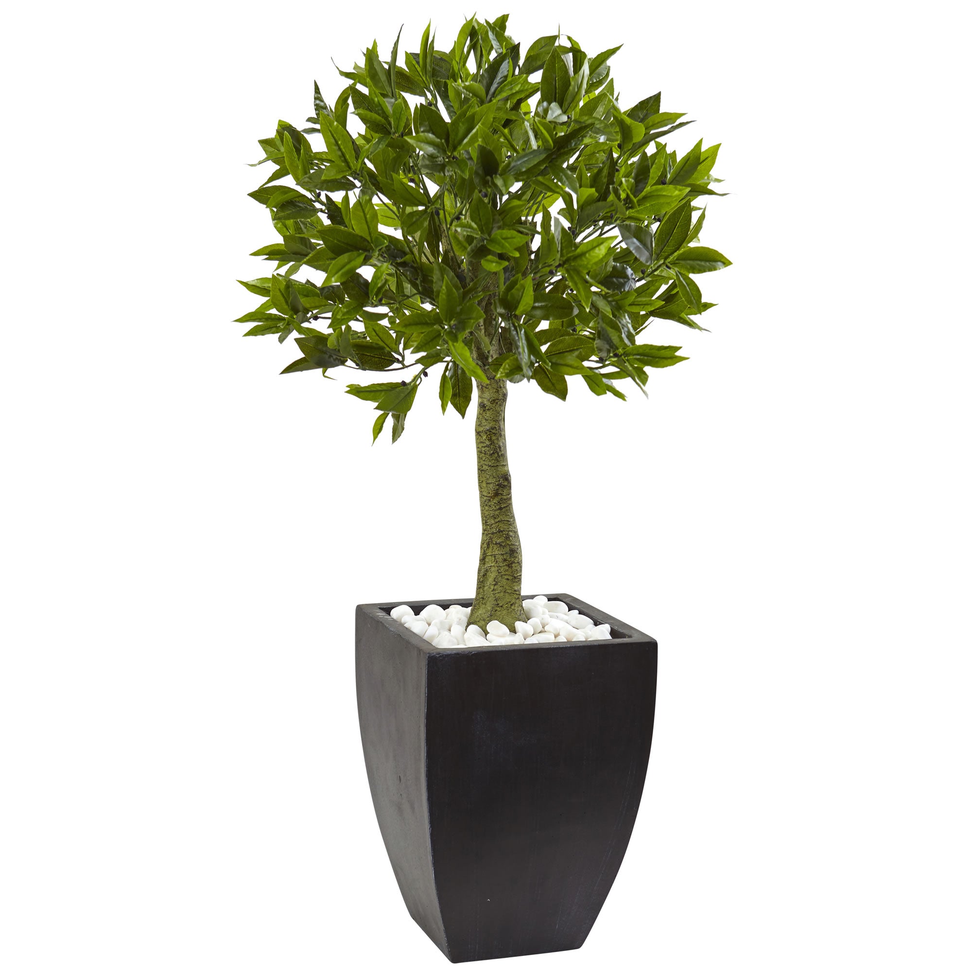 3.5' Bay Leaf Top w/Black Planter UV Rest (Indoor/Outdoor)