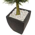 4.5' Cypress Top with Black Planter UV Rest (Indoor/Outdoor)