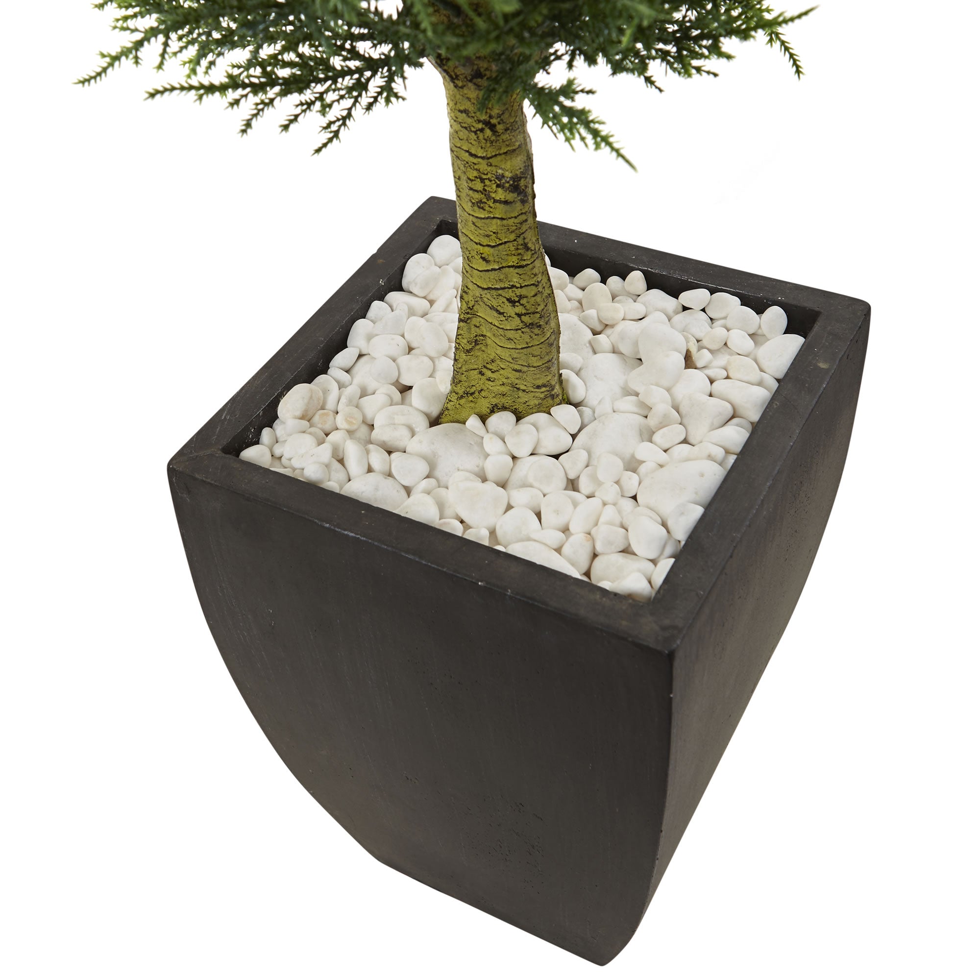 4.5' Cypress Top with Black Planter UV Rest (Indoor/Outdoor)