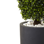 50" Boxwood Topiary w/Gray Plntr UV Rest (Indoor/Outdoor)
