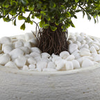 41" Boxwood Top with White Planter UV Rest (Indoor/Outdoor)