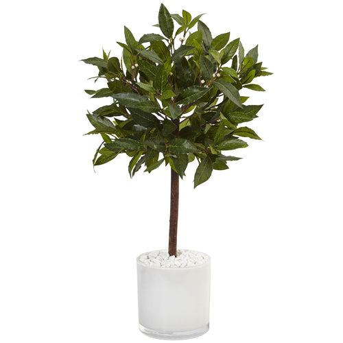 2' Sweet Bay Tree in White Cylinder