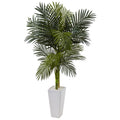 5' Golden Cane Palm Tree in White Tower Planter