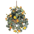 22" Nasturtium Hanging Basket