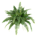 40inch Boston Fern (Set of 2)