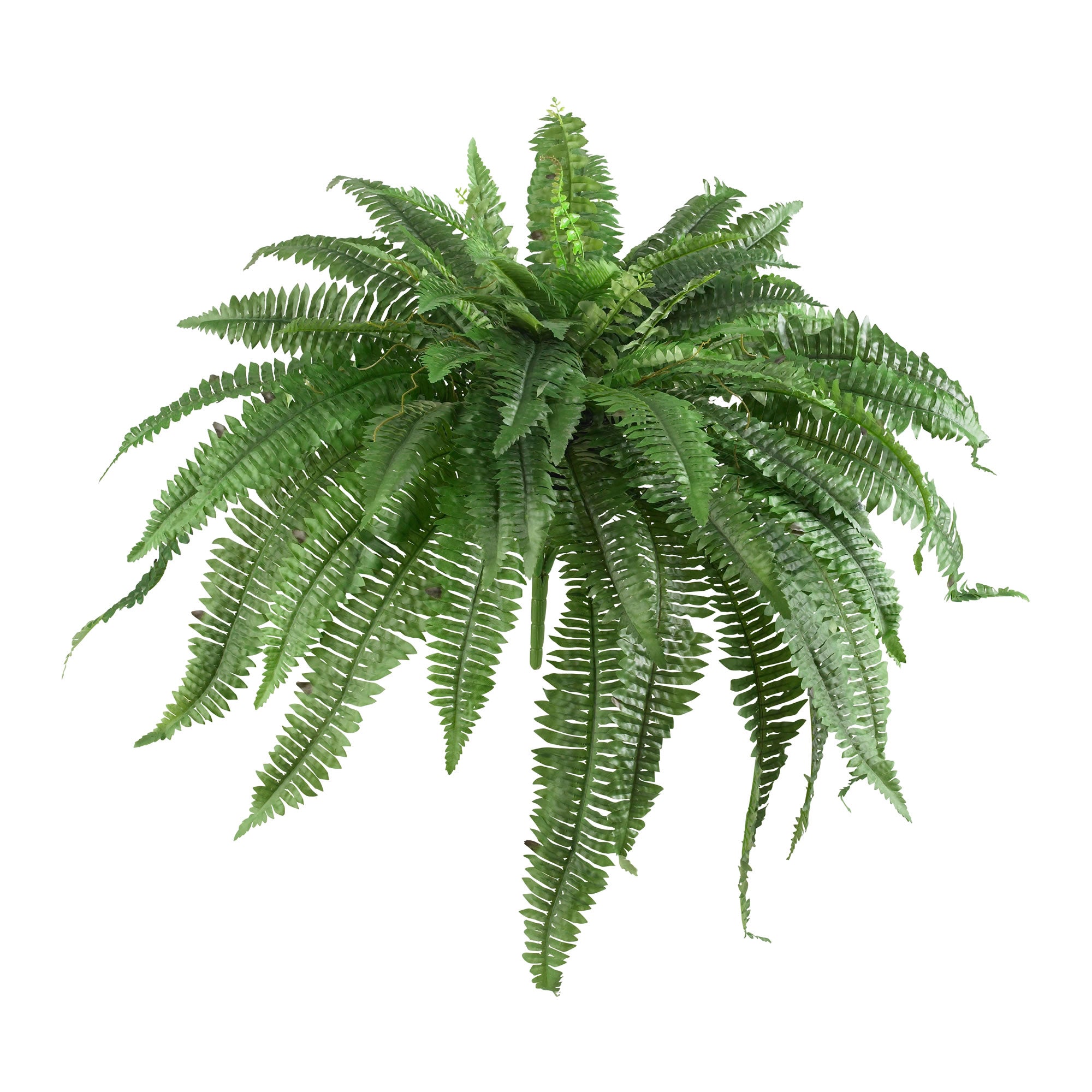 48" Boston Fern (Set of 2)