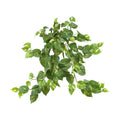 30" Pothos Hanging Bush (Set of 3)
