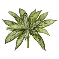 10" Silver Queen Artificial Plant (Set of 6)