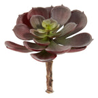 5" Echeveria w/24 Lvs (Set of 12) - Burgundy