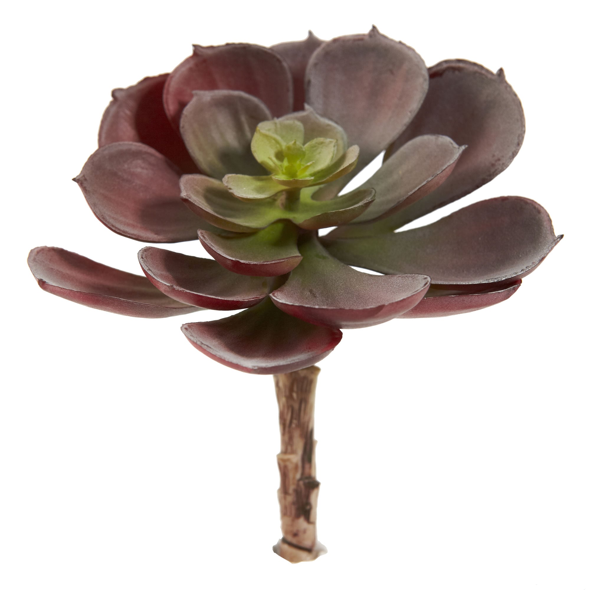 5" Echeveria w/24 Lvs (Set of 12) - Burgundy