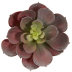 5" Echeveria w/24 Lvs (Set of 12) - Burgundy