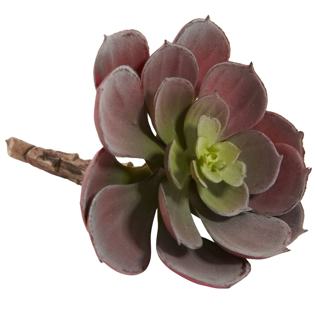 5" Echeveria w/24 Lvs (Set of 12) - Burgundy