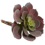5" Echeveria w/24 Lvs (Set of 12) - Burgundy