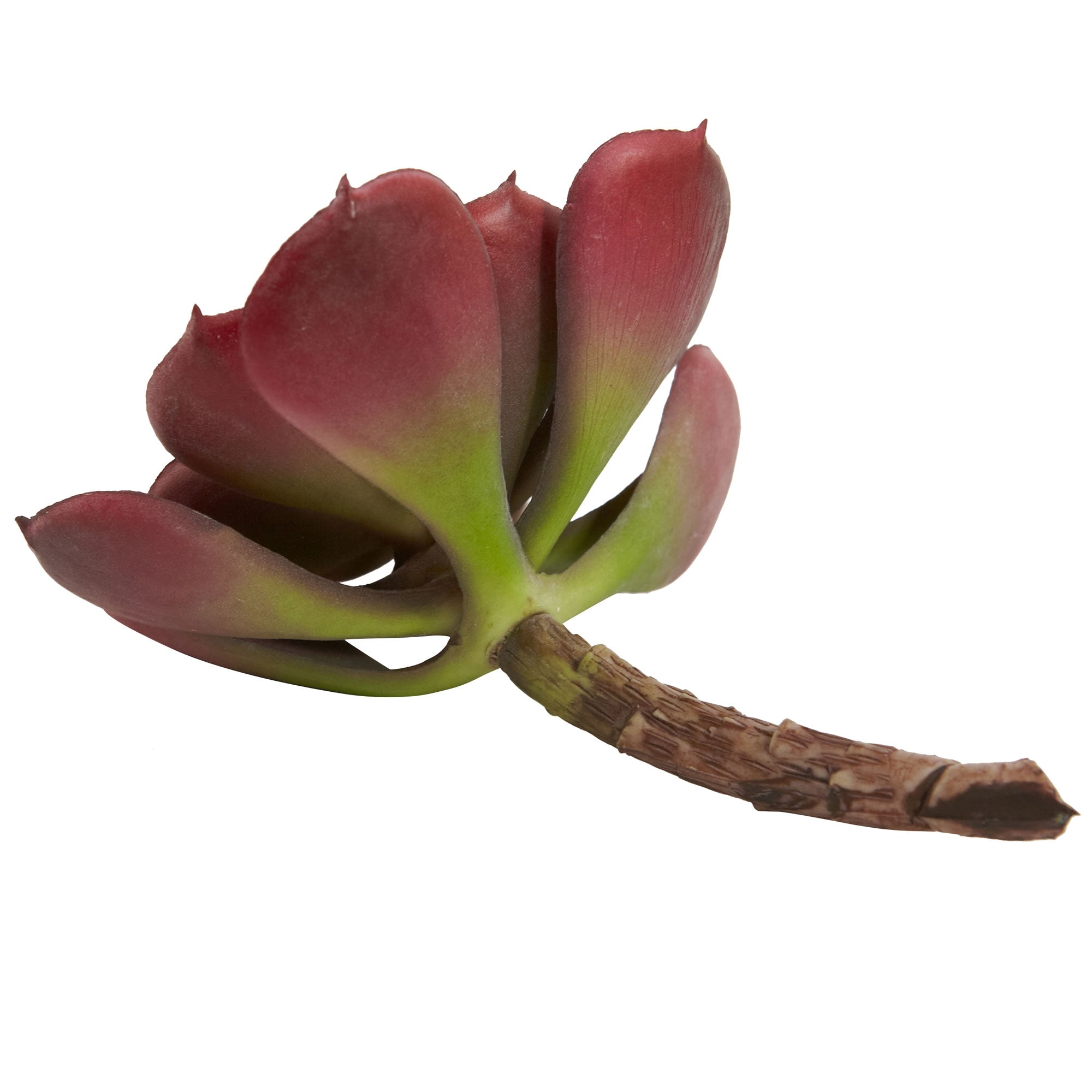 5" Echeveria w/24 Lvs (Set of 12) - Burgundy