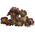5" Echeveria w/24 Lvs (Set of 12) - Burgundy
