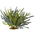 21" Staghorn Fern (Set of 2)