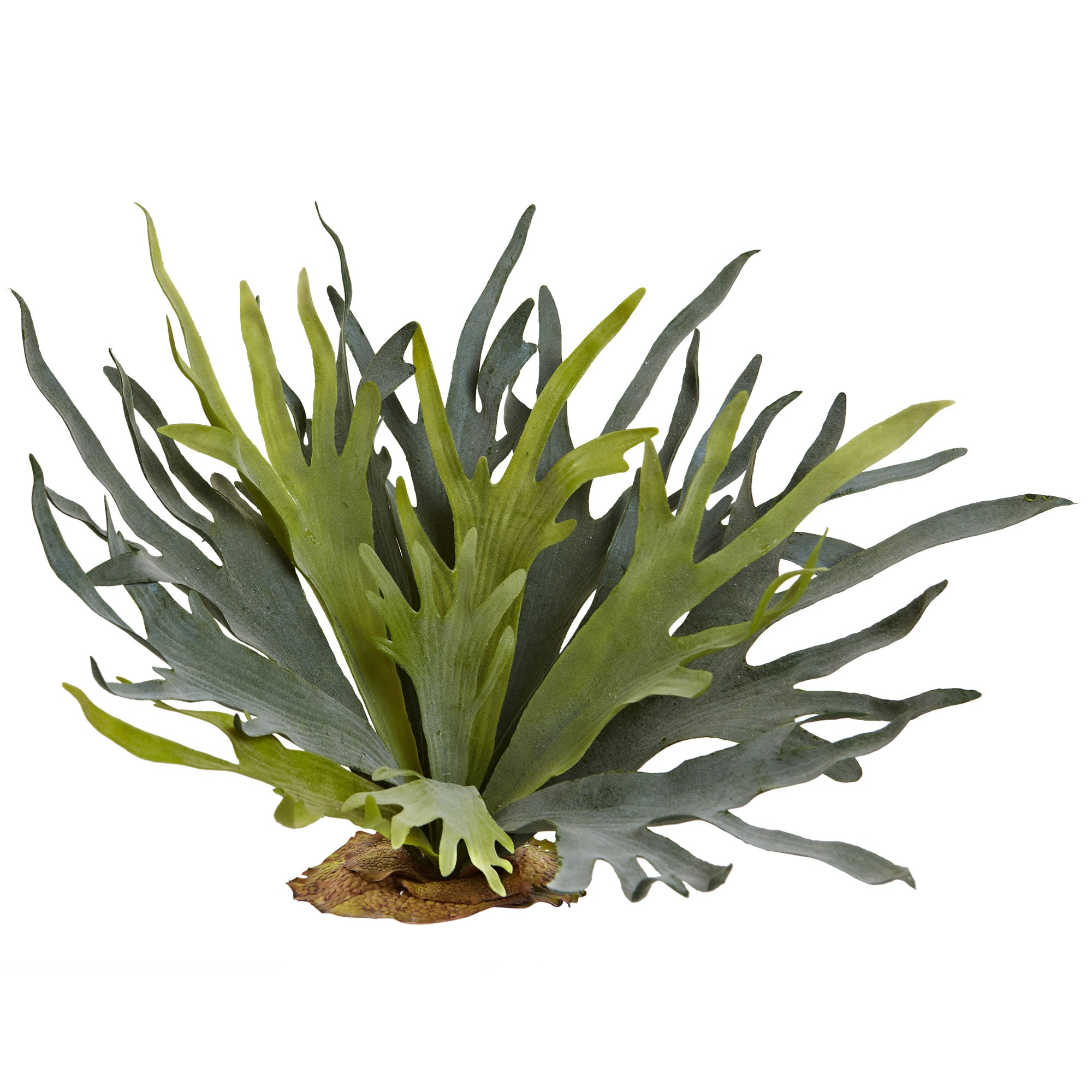 21" Staghorn Fern (Set of 2)