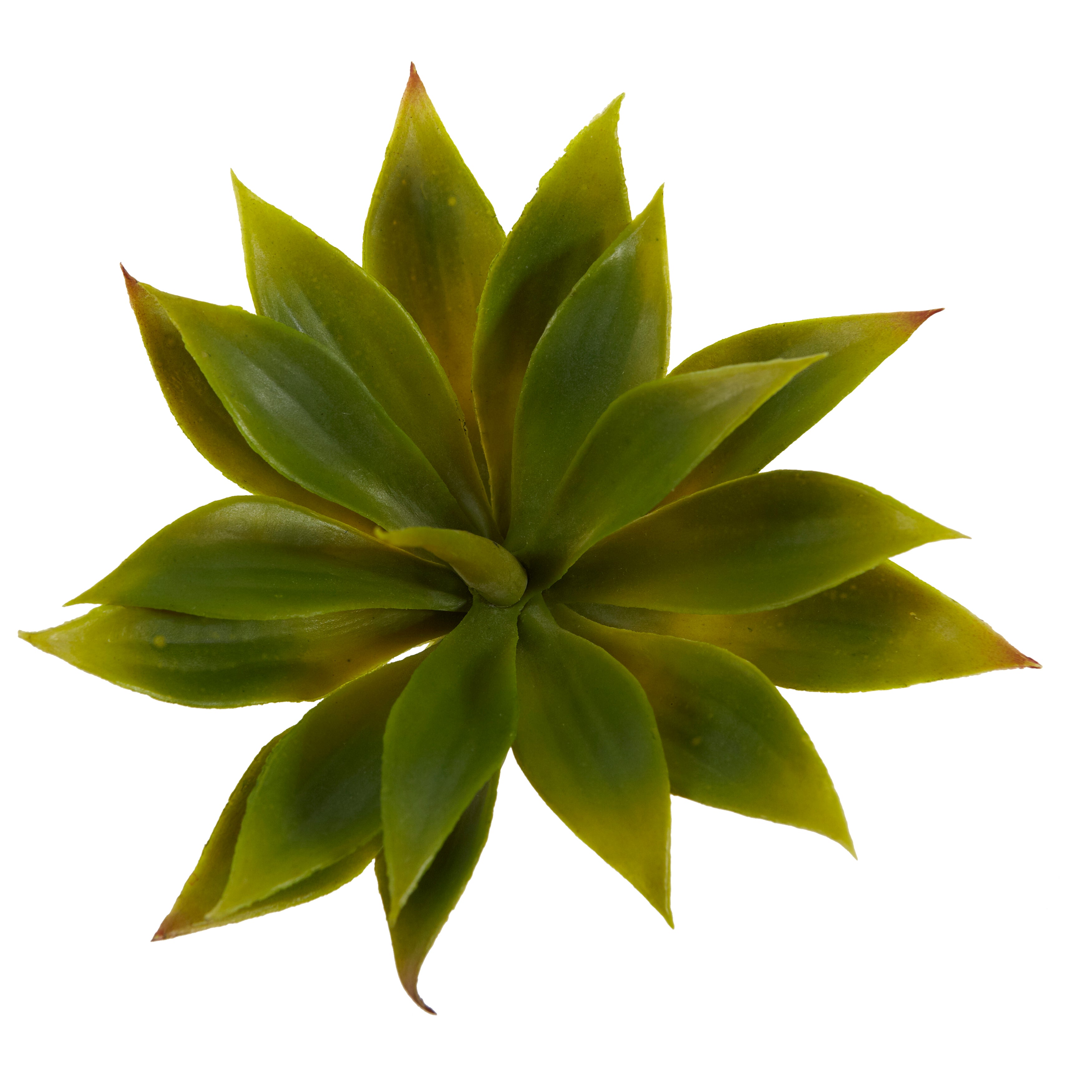 5" Mini Agave w/19 Lvs (Set of 12)