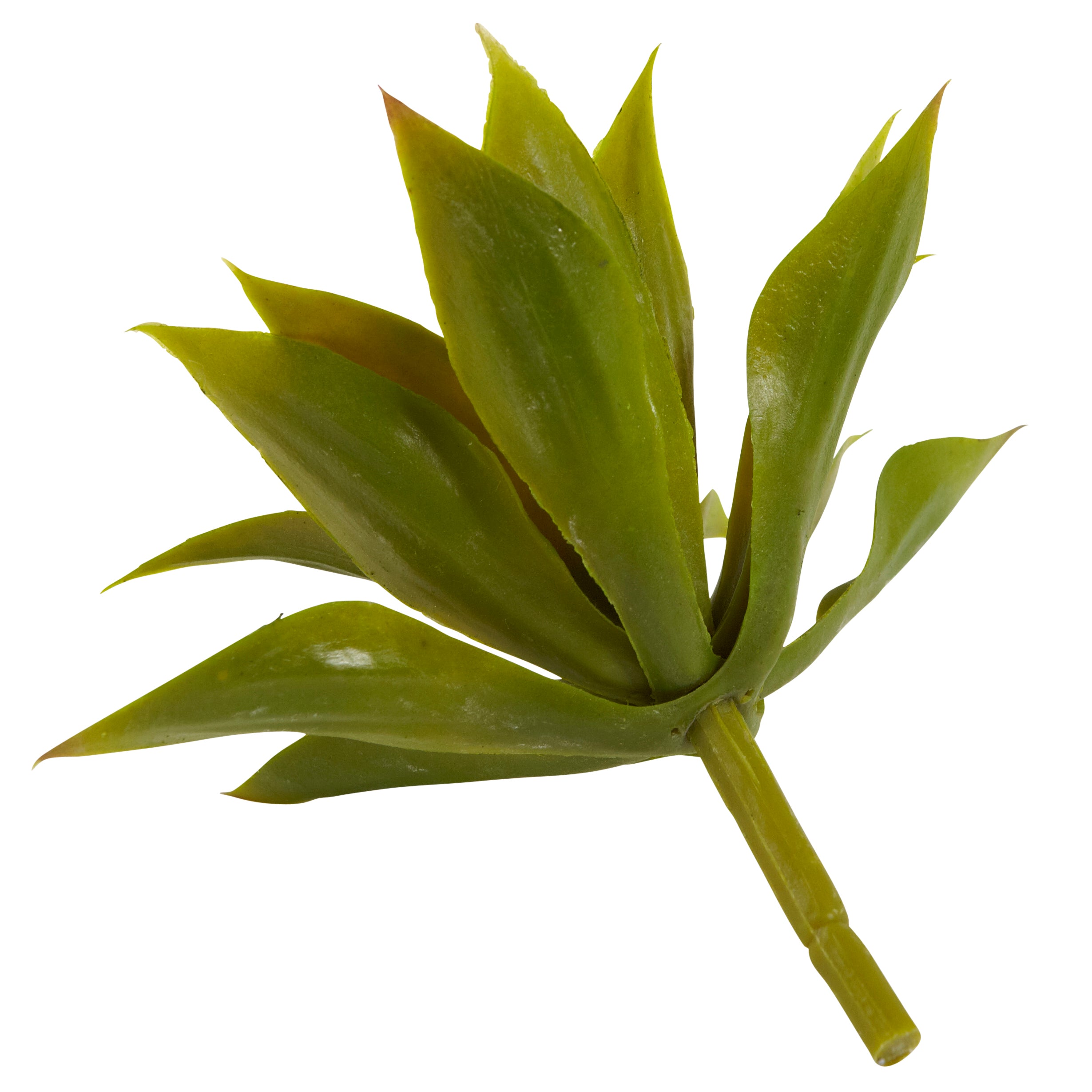 5" Mini Agave w/19 Lvs (Set of 12)