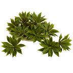 5" Mini Agave w/19 Lvs (Set of 12)