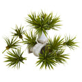 Mini Spiky Agave Succulent Plant (Set of 12)