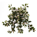 21" Hoya Hanging Bush (Set of 4)