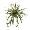 23" Spider Plant Bush (Set of 4)