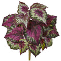 16" Wax Begonia Bush (Set of 6)