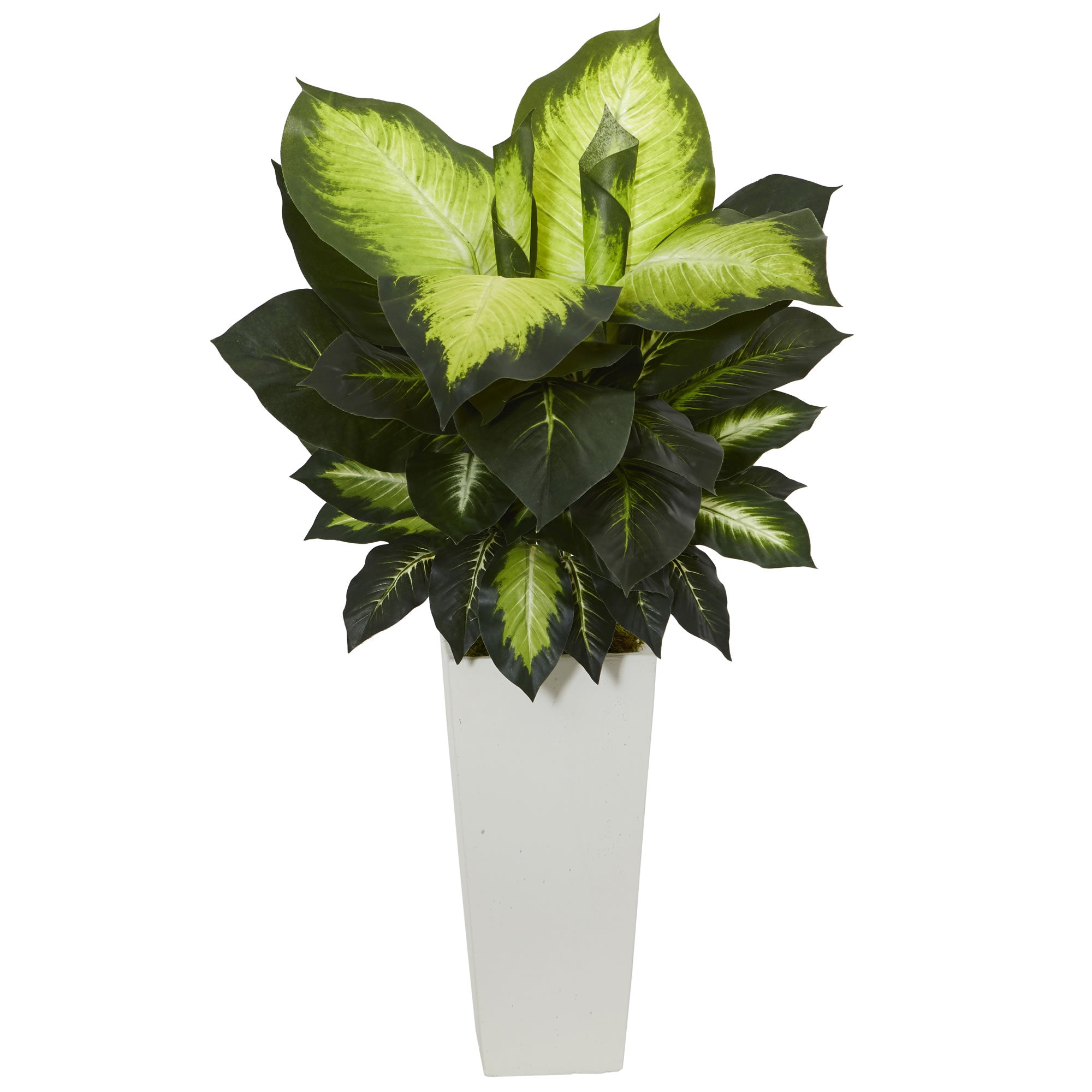 34" Golden Dieffenbachia Plant in White Tower Planter