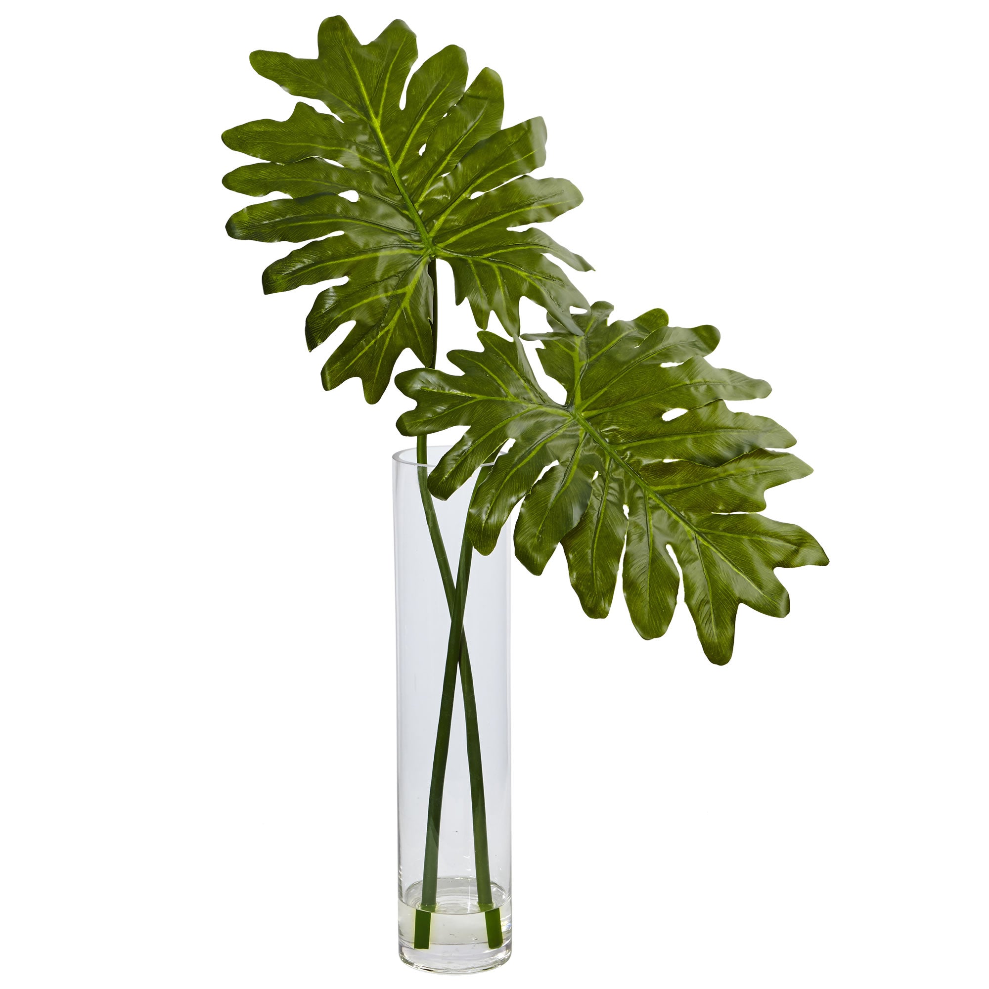 29" Philodendron in Cylinder Glass