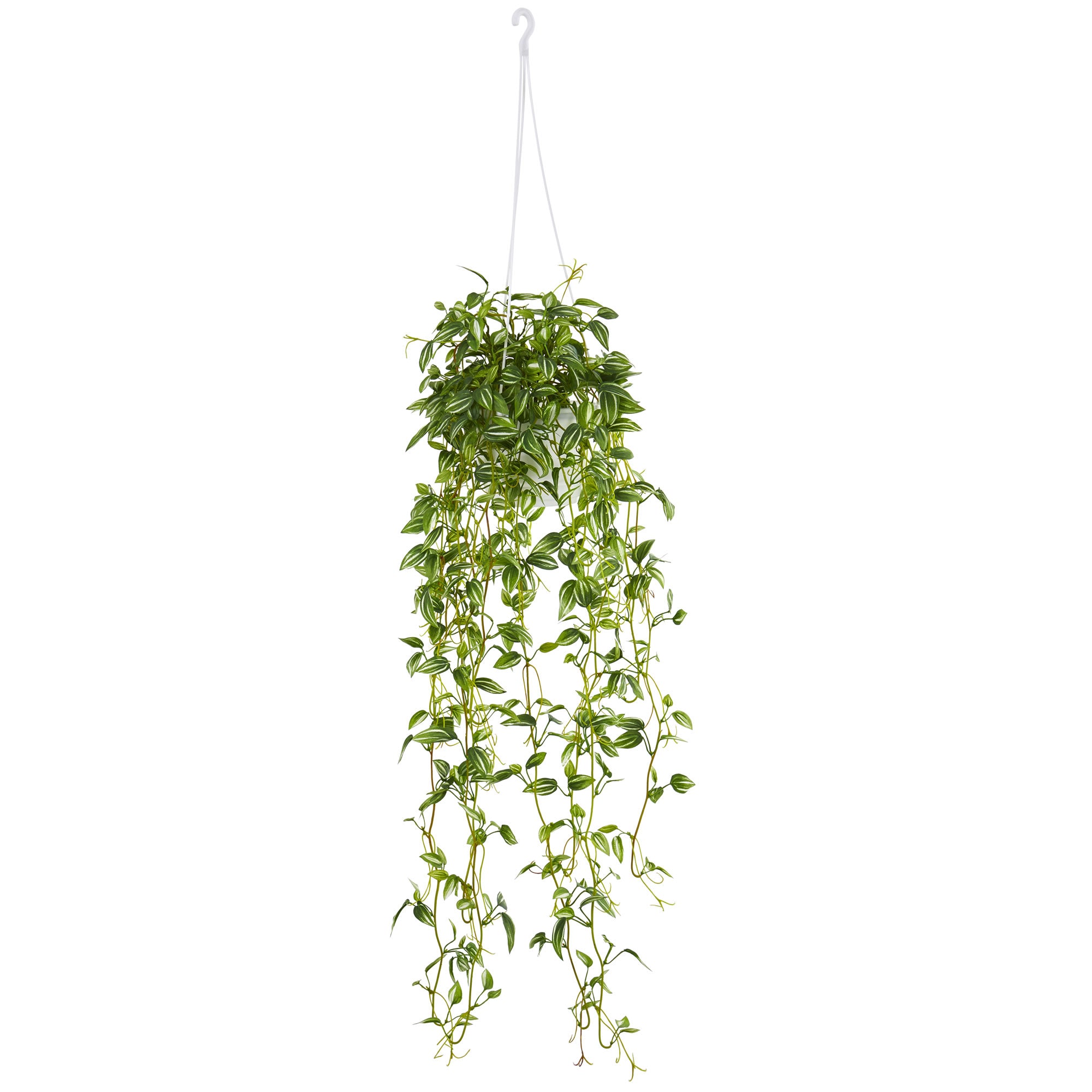 34" Tradescantia Hanging Basket