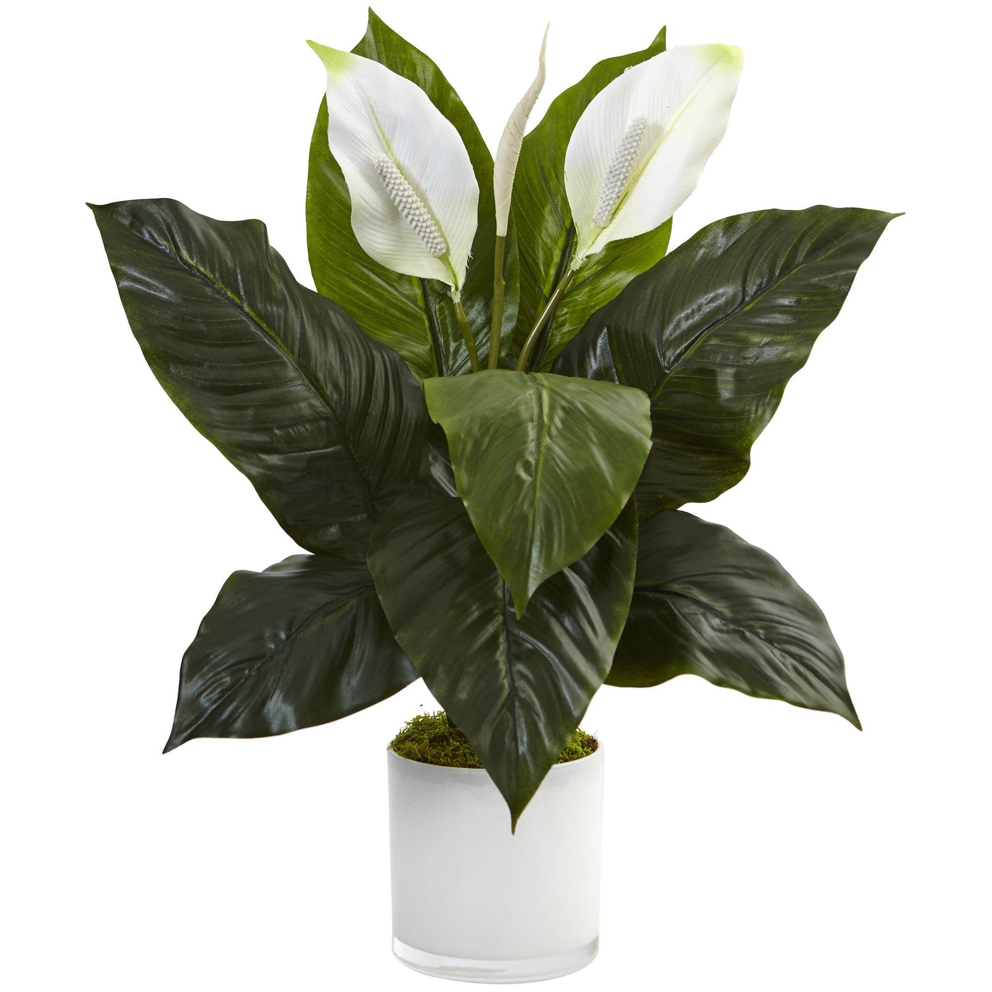 26" Spathifyllum in Glossy Glass Planter