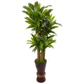 5' Cornstalk Dracaena Plant in Planter (Real Touch)