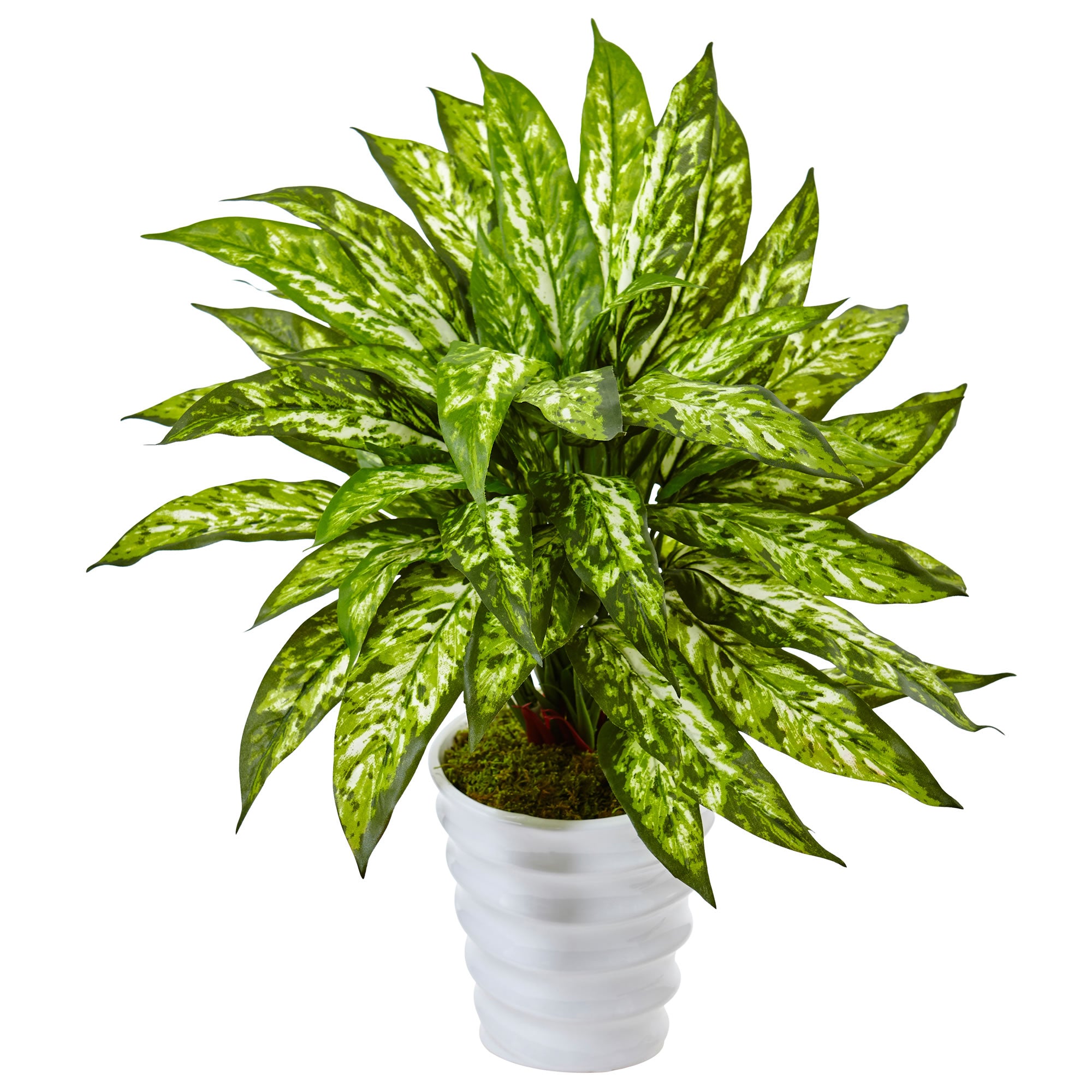 21" Aglaonema in Swirl Planter