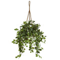 44" Stephanotis in Hanging Basket