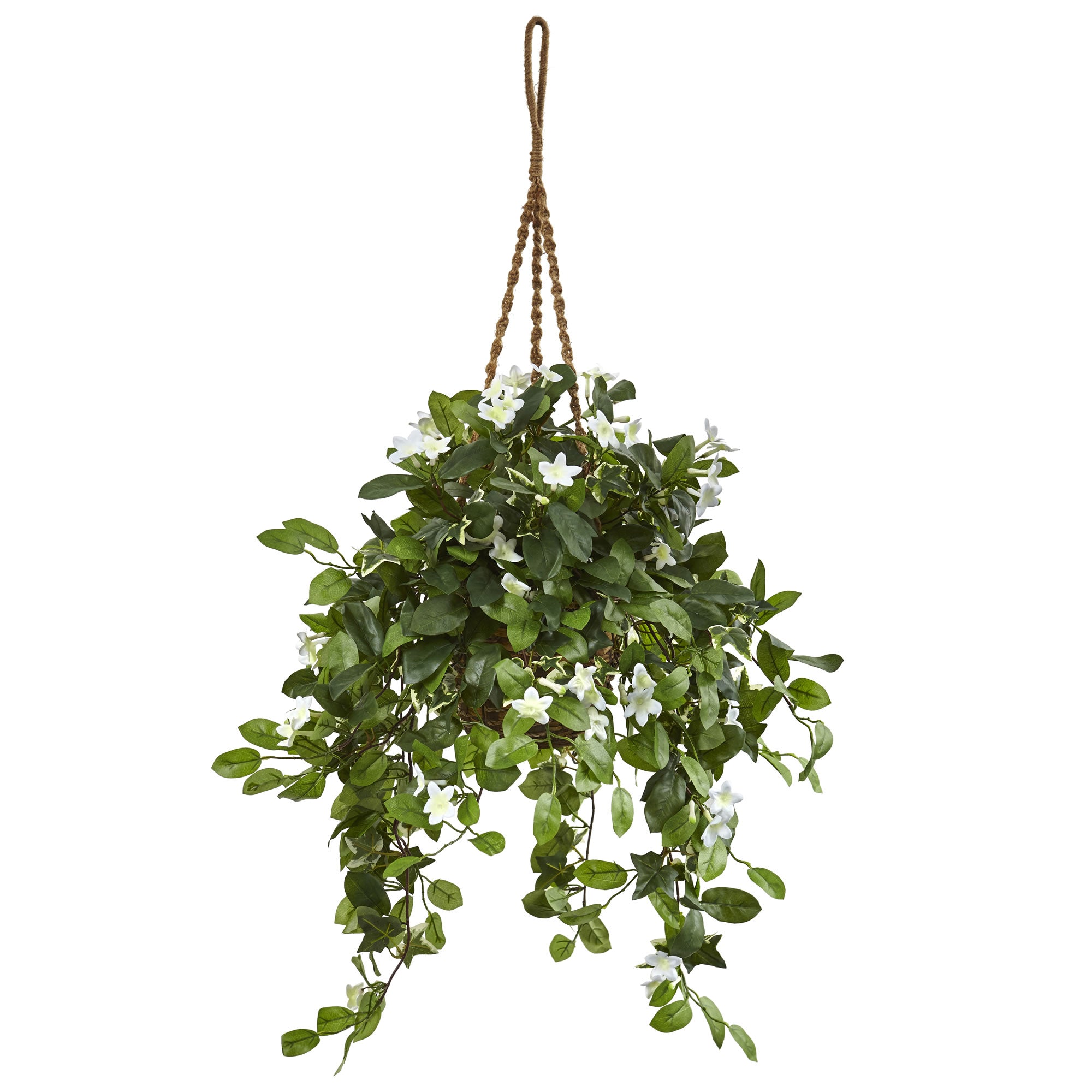 44" Stephanotis in Hanging Basket