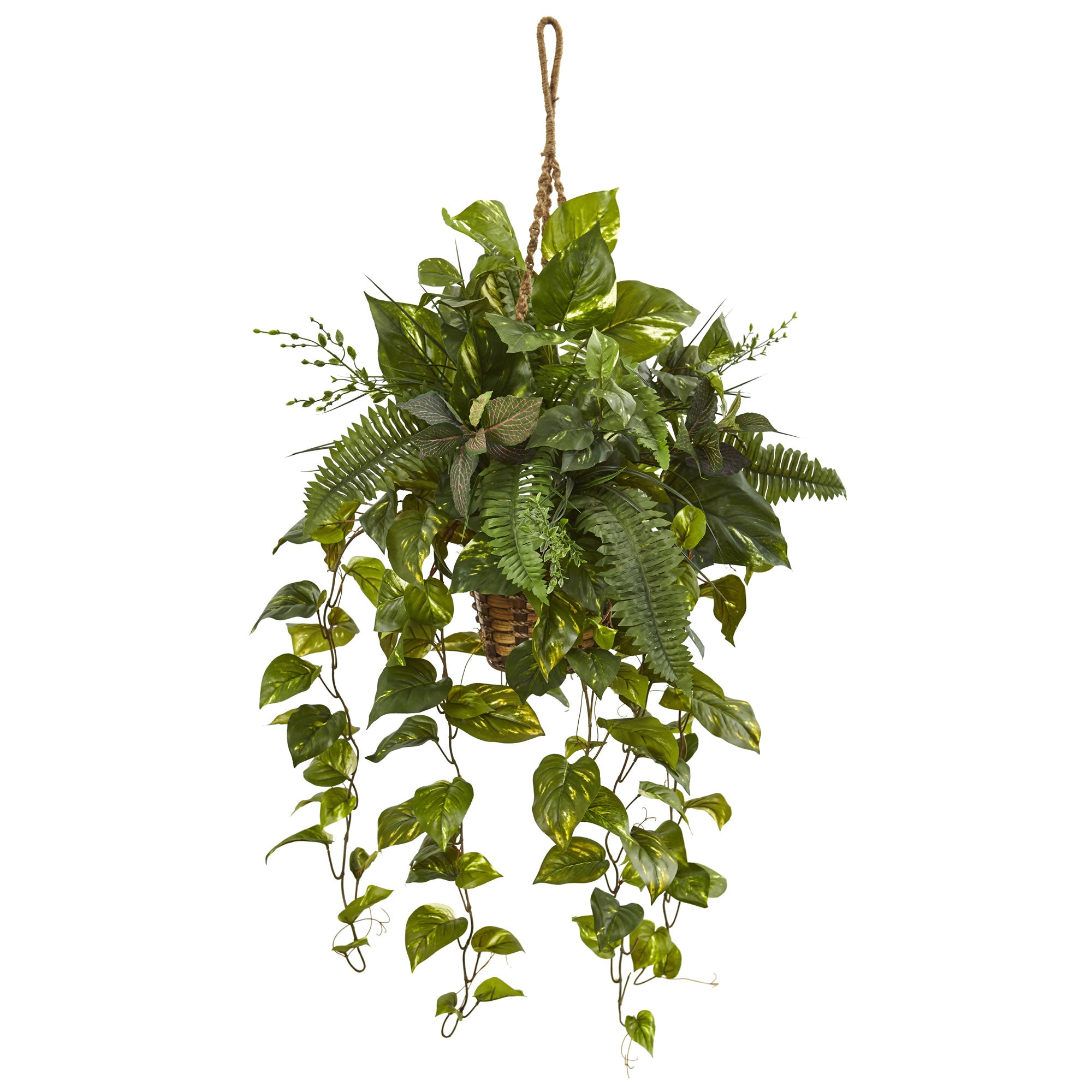 46" Mixed Pothos and Boston Fern in Hanging Basket