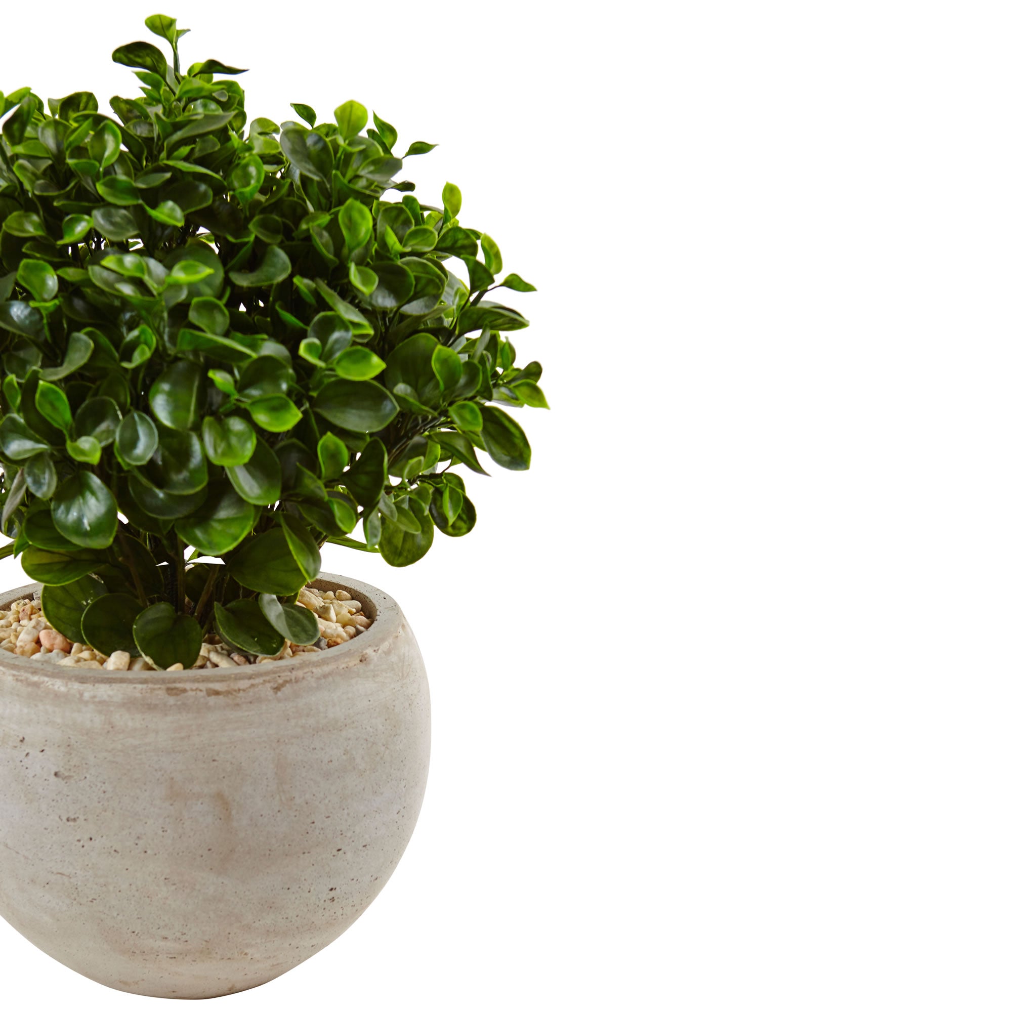 2' Eucalyptus in Bowl UV Resistant (Indoor/Outdoor)