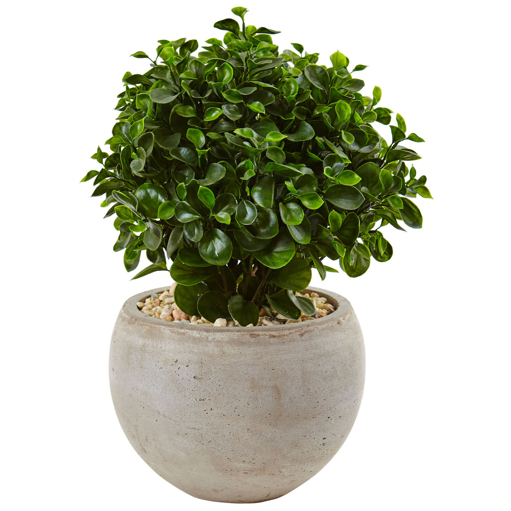 2' Eucalyptus in Bowl UV Resistant (Indoor/Outdoor)