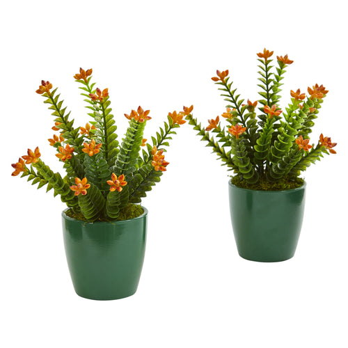 10" Sedum Succulent Plant in Green Planter (Set of 2)
