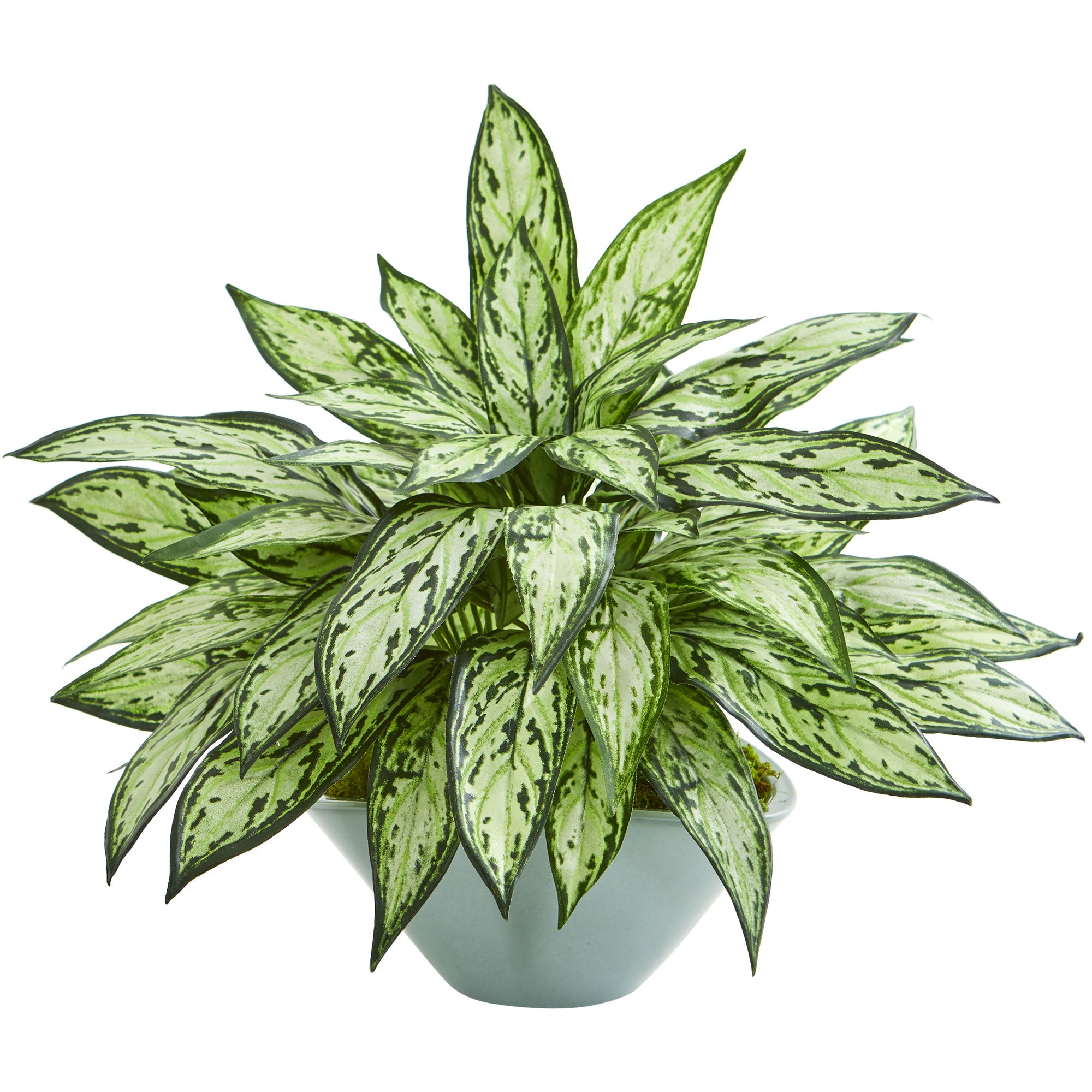 16" Silver Queen Artificial Plant in Green Vase