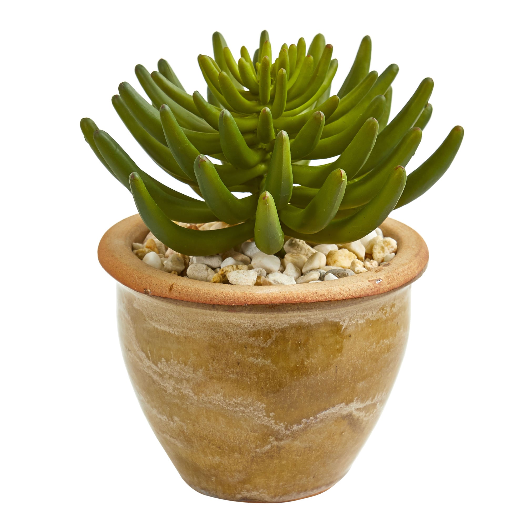 10" Large Succulent Plant in Ceramic Vase (Set of 2)