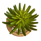 10" Large Succulent Plant in Ceramic Vase (Set of 2)